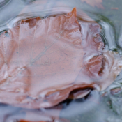 Beechleaves and Water #ketlikerskar #waterwerk #beukenblad 2327-180124