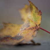 Autumn-Palette-heerenveen-plantwerk-leroytuin-8712-211031
